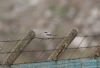 Great Grey Shrike at Gunners Park (Steve Arlow) (49422 bytes)